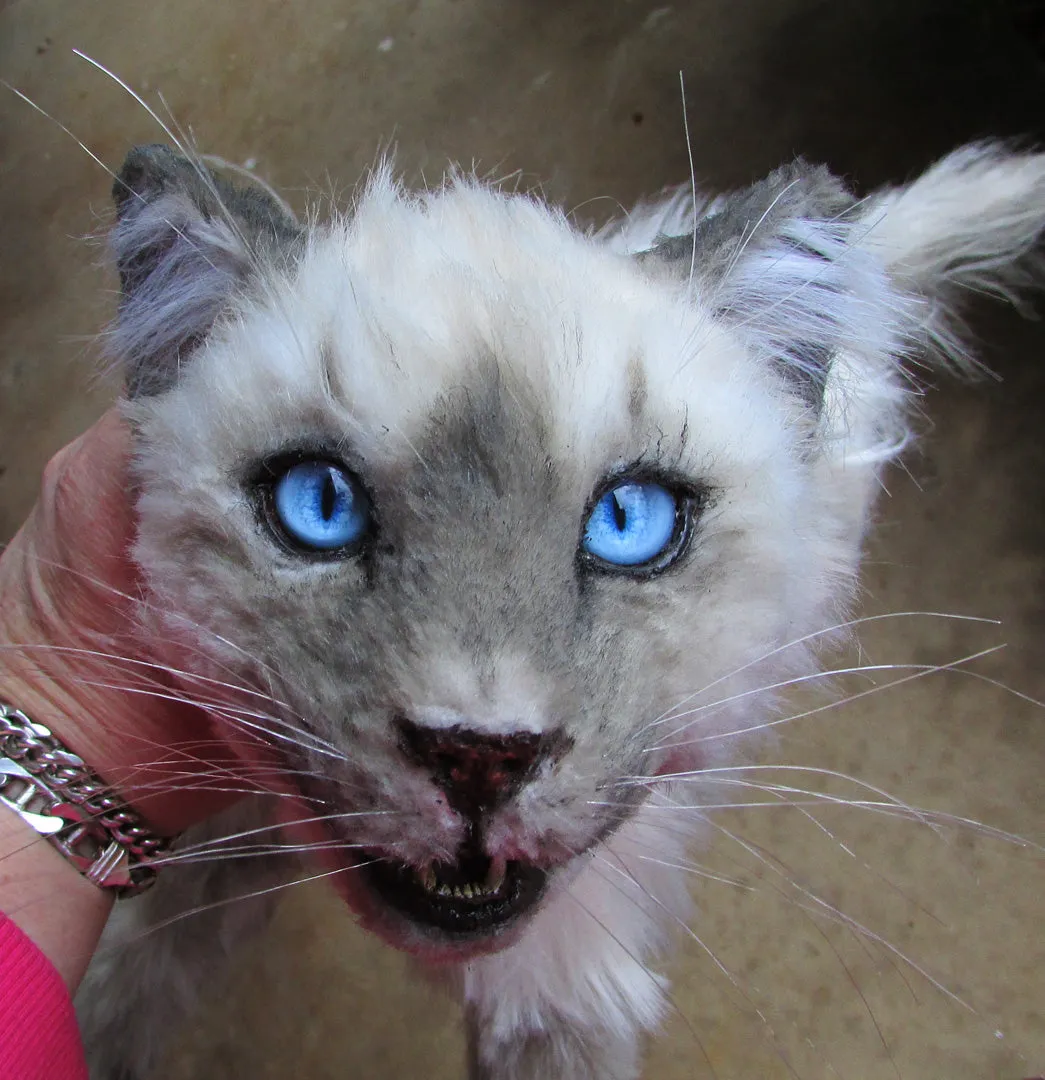 Balinese Long-Hair Cat Prop