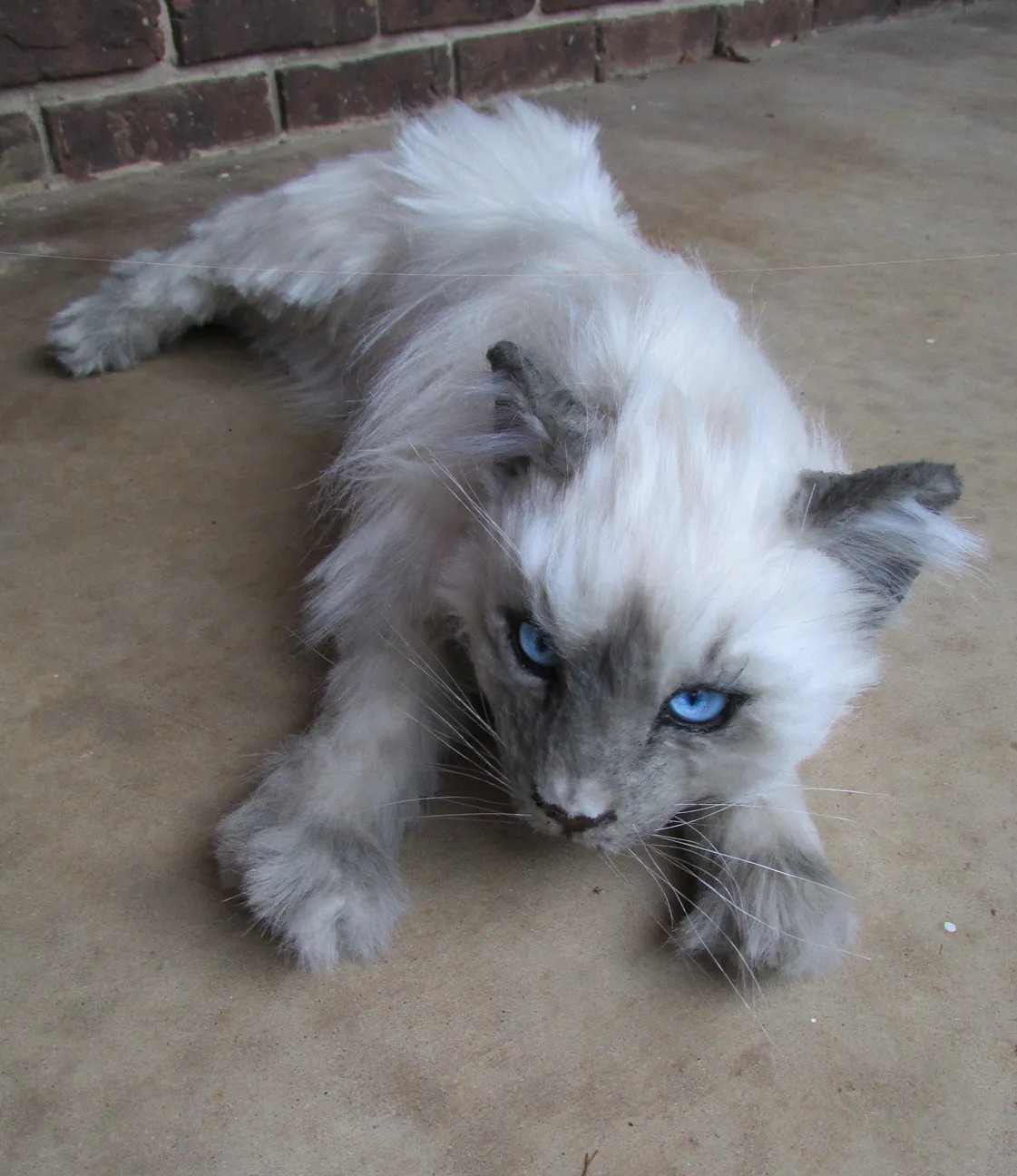 Balinese Long-Hair Cat Prop