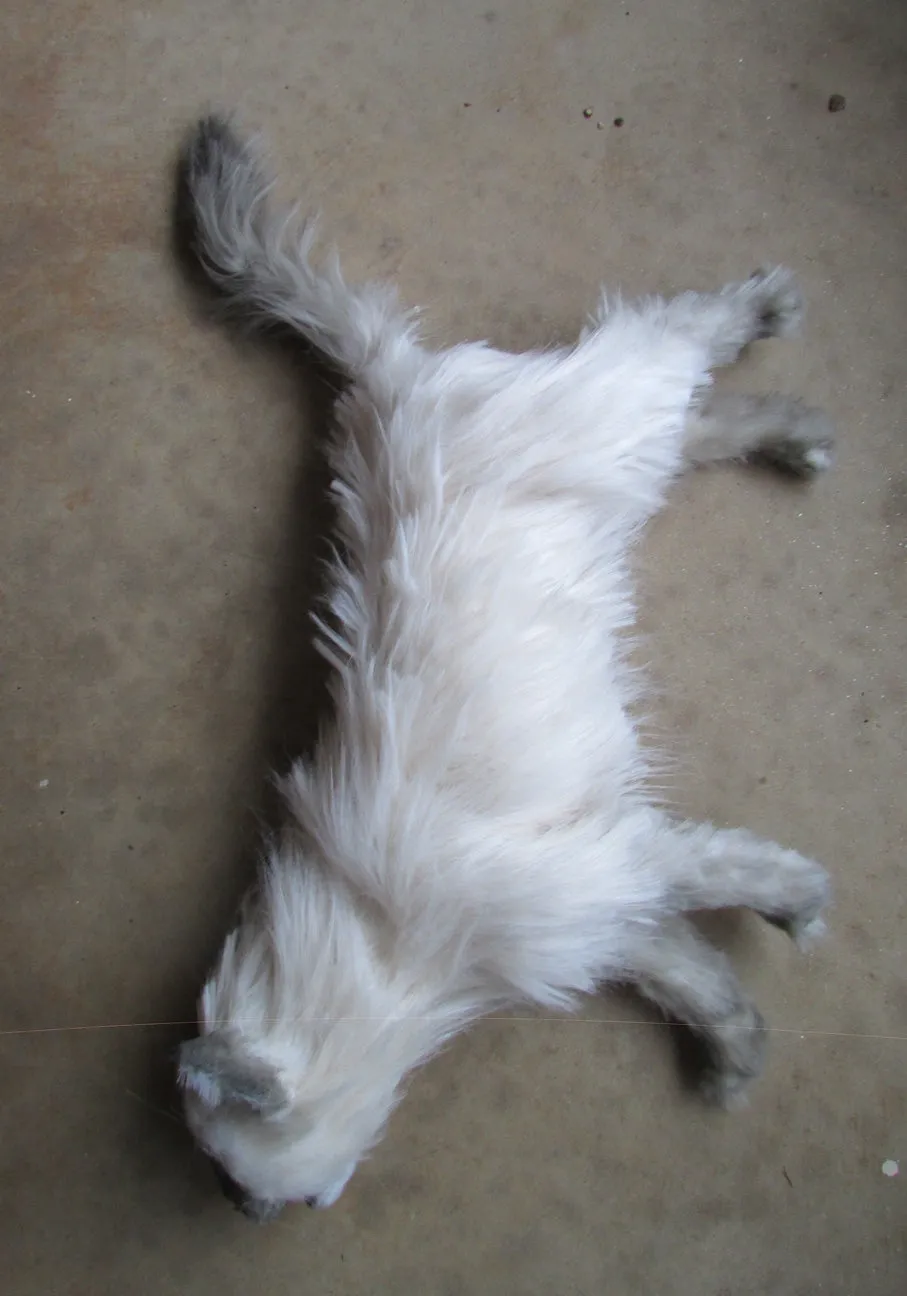 Balinese Long-Hair Cat Prop