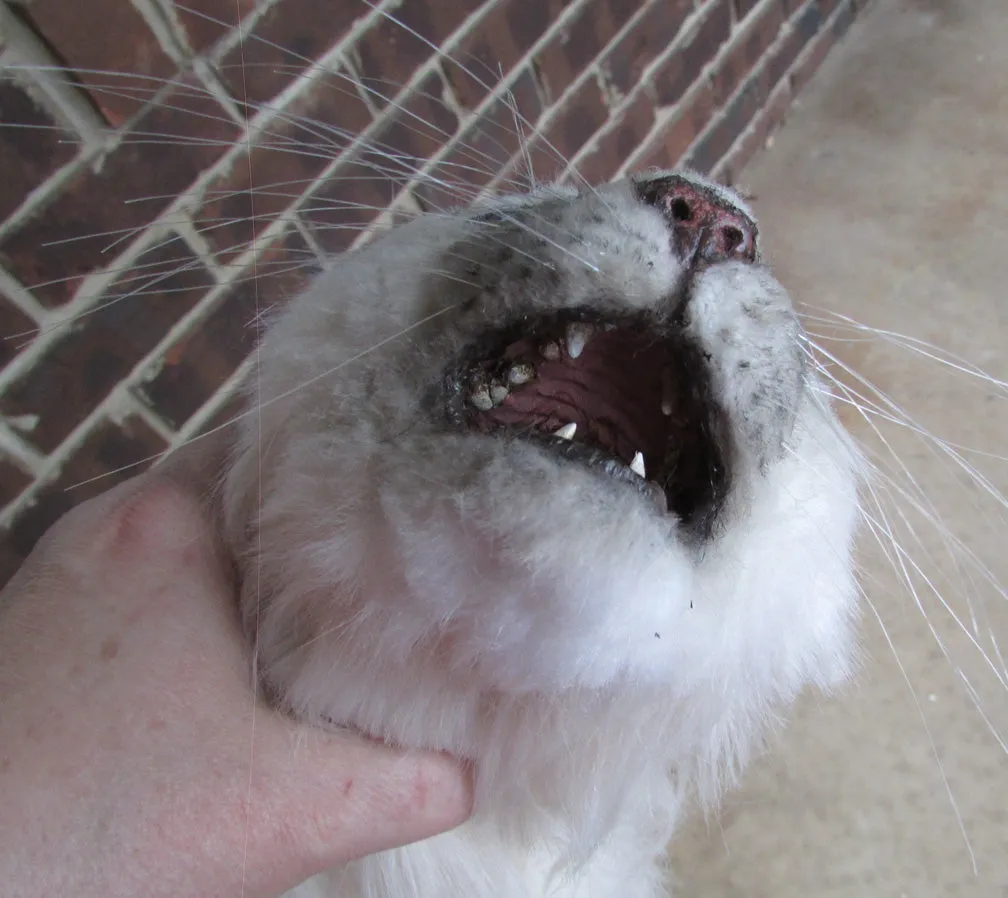 Balinese Long-Hair Cat Prop