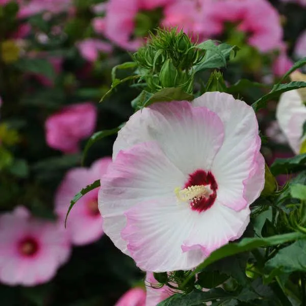 Ballet Slippers Rose Mallow