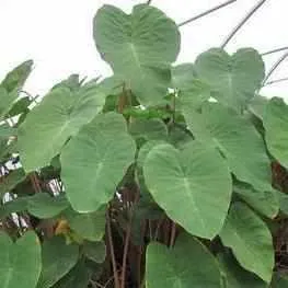 Colocasia Esculenta 'Pink China' Taro (Bare Root)