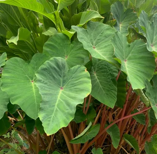 Colocasia Esculenta 'Pink China' Taro (Bare Root)